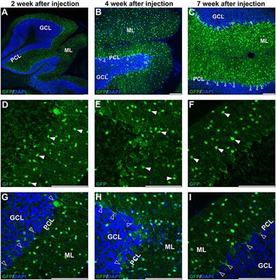 Selective transduction of cerebellar Purkinje and granule neurons using delivery of AAV-PHP.eB and AAVrh10 vectors at axonal terminal locations